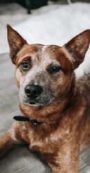 Australian Cattle Dog