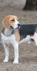 Beagle