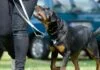 hundetraining