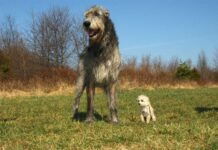 Irischer Wolfshund