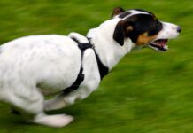 Jack Russell Terrier