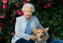 Hunde der Königsfamilie