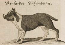 Danzig Bärenbeisser