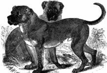 Cuban Mastiff