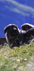 Illyrische Schäferhund (Šarplaninac). Foto: Wikipedia
