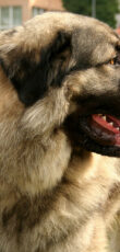 Illyrische Schäferhund (Šarplaninac). Foto: Wikipedia