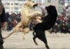 Hundekämpfe in Russland