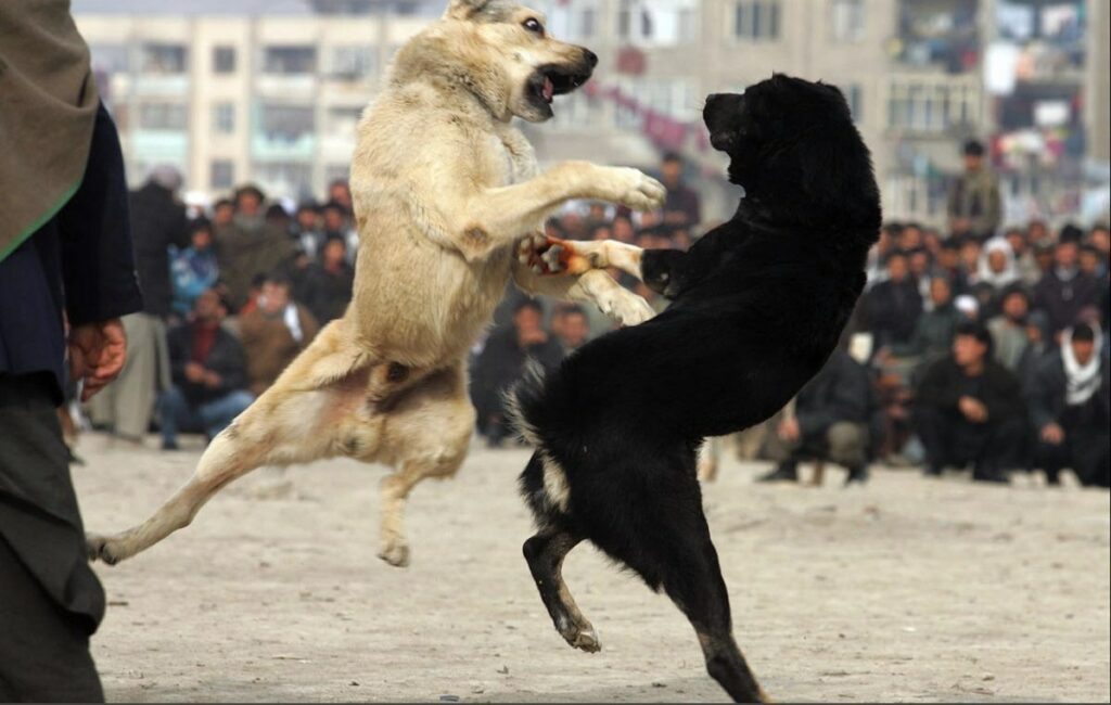 Hundekämpfe in Russland