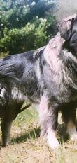Illyrische Schäferhund (Šarplaninac)