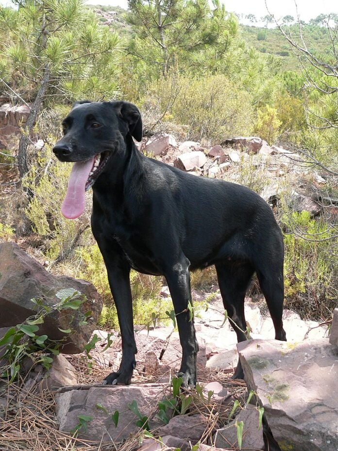 Ca de Bestiar | Expertentipps zu Hundeernährung, Training und Hunderassen