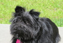 Affenpinscher