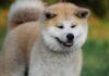 Akita Inu Akita Inu