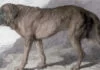 Alpine Mastiff