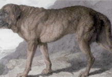 Alpine Mastiff