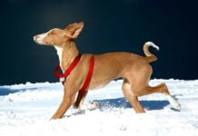 Balearen Laufhund