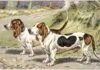 Basset d’Artois