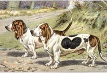 Basset d’Artois