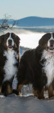 Berner Sennenhund