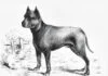 Blue-Paul-Terrier