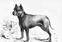 Blue-Paul-Terrier