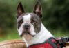 Boston Terrier