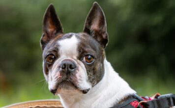 Boston Terrier Boston Terrier