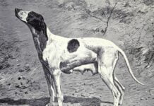 Braque Dupuy