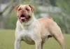 Campeiro Bulldog
