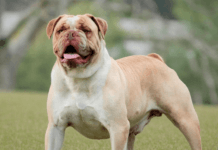 Campeiro Bulldog Campeiro Bulldog