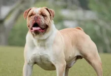 Campeiro Bulldog