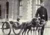 Chien de Trait Belge