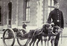 Chien de Trait Belge