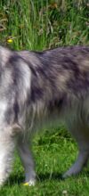 Utonagan