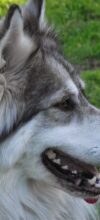 Utonagan
