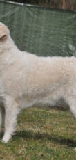 Kuvasz