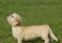 Dandie Dinmont Terrier