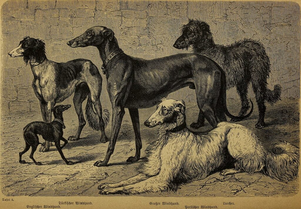Lurcher