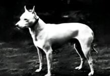 English White Terrier