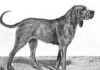 Chien-gris