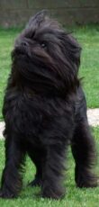 Affenpinscher. Photo: Wikipedia