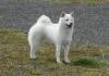 Kishu Ken