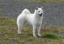 Kishu Ken Kishu Ken