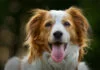 Kooikerhondje