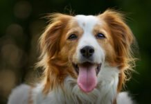 Kooikerhondje Kooikerhondje