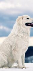 Kuvasz