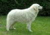 Kuvasz