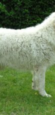 Kuvasz