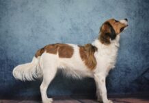 Nederlandse Kooikerhondje
