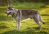 Northern Inuit Dog