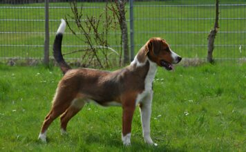 Österreichischer Pinscher